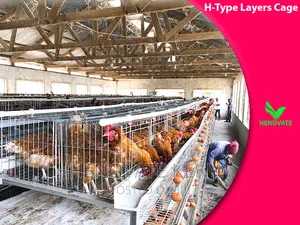 Substantial H Type Layer Chicken Cage in Kenya.
