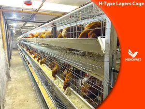 Full Automatic H Type Layer Chicken Cage in Kenya