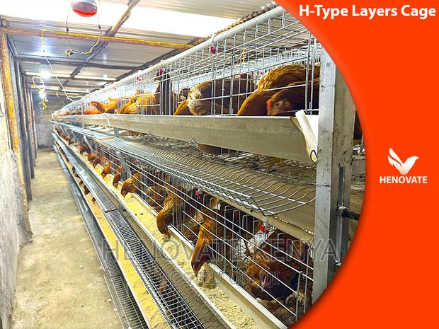 Full Automatic H Type Layer Chicken Cage in Kenya - thumbnail 4