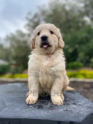 1-3 months Male Purebred Golden Retriever
