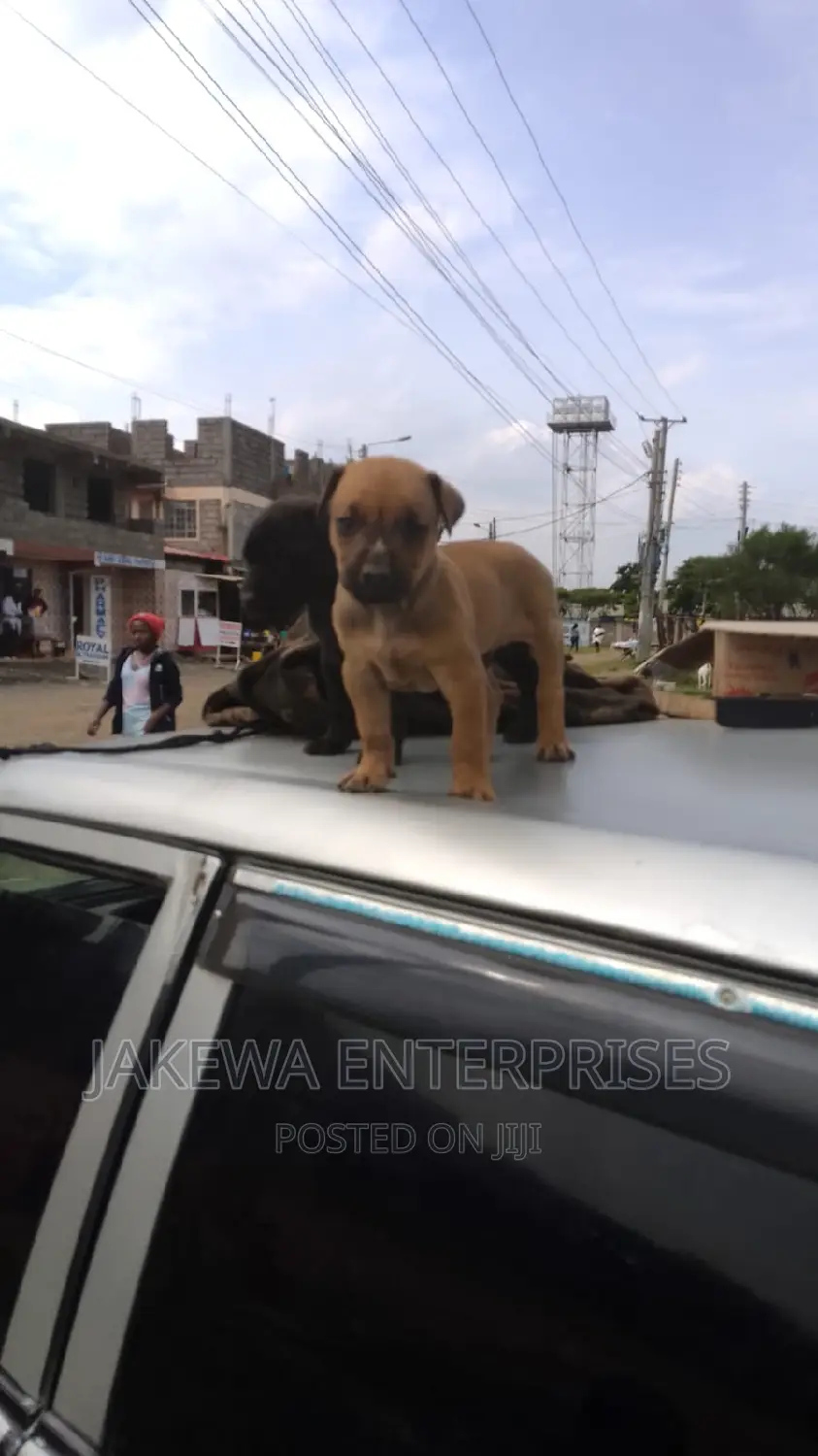 1-3 months Male Purebred Boerboel