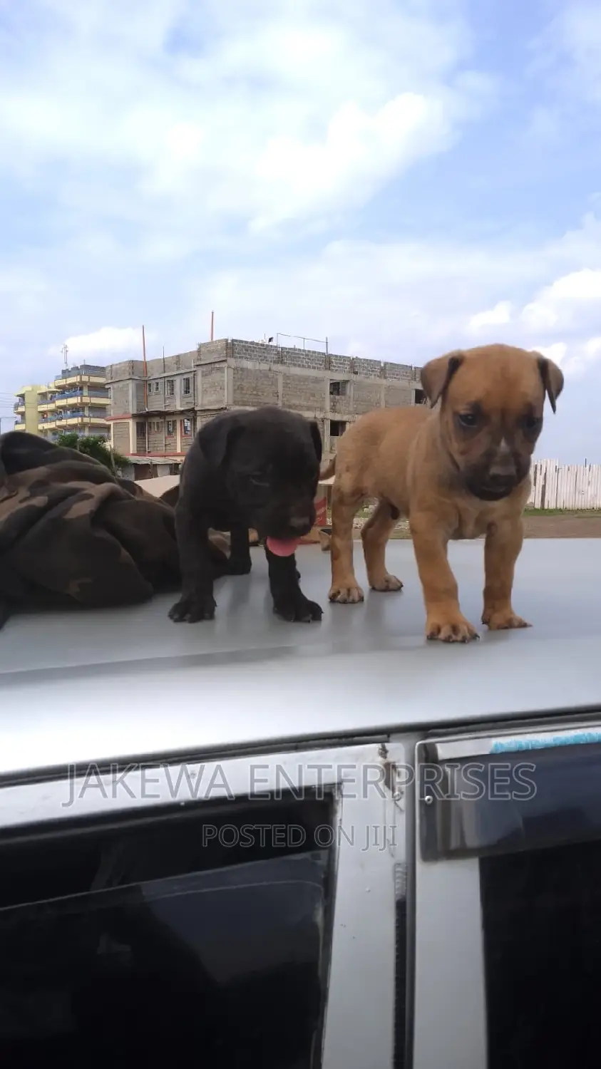 1-3 months Male Purebred Boerboel