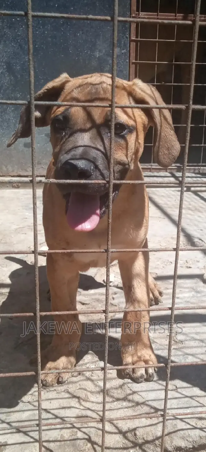 1-3 months Male Purebred Boerboel