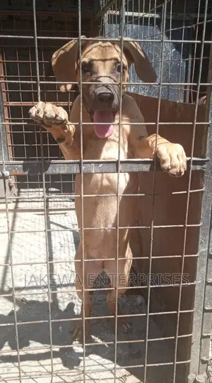1-3 months Male Purebred Boerboel