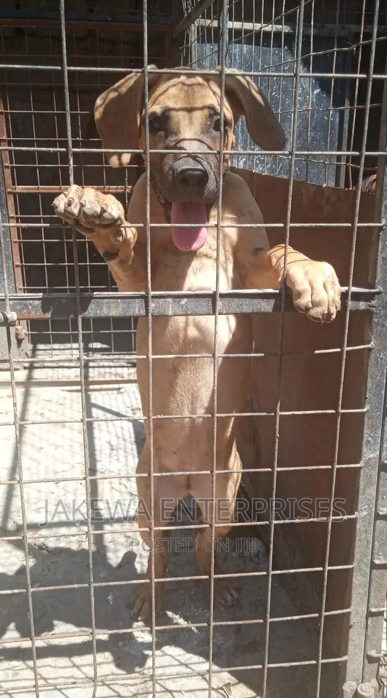 1-3 months Male Purebred Boerboel