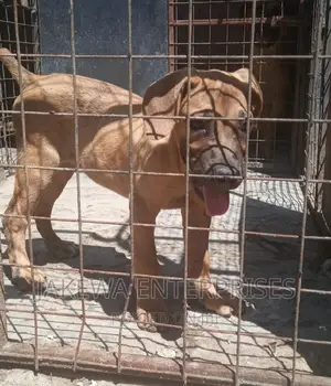 1-3 months Male Purebred Boerboel