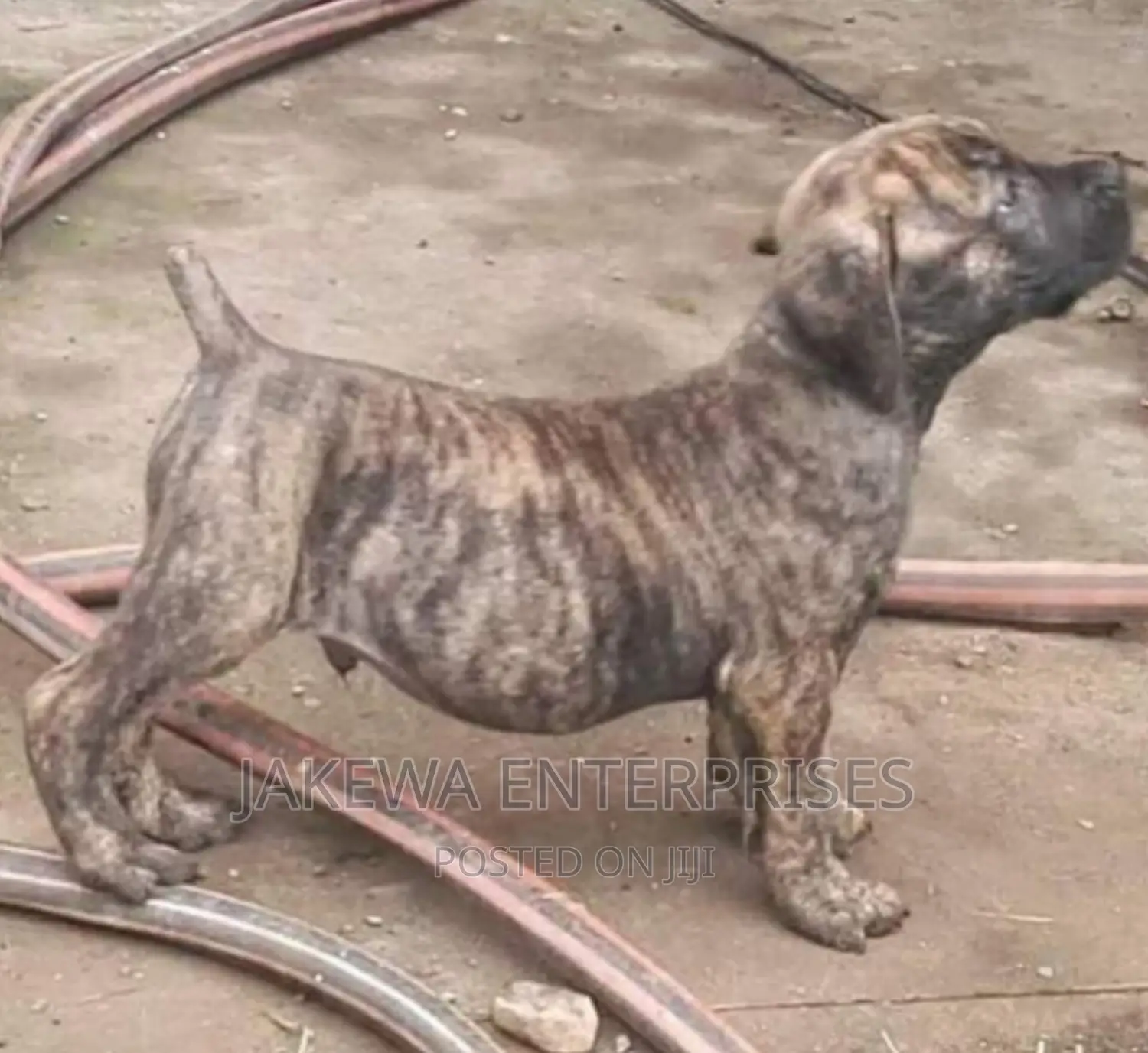 1-3 months Male Purebred Boerboel