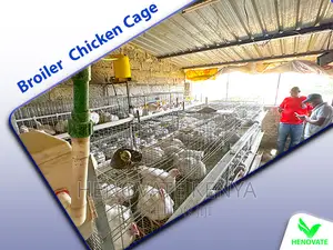 Broiler Cages for Kenya Farm