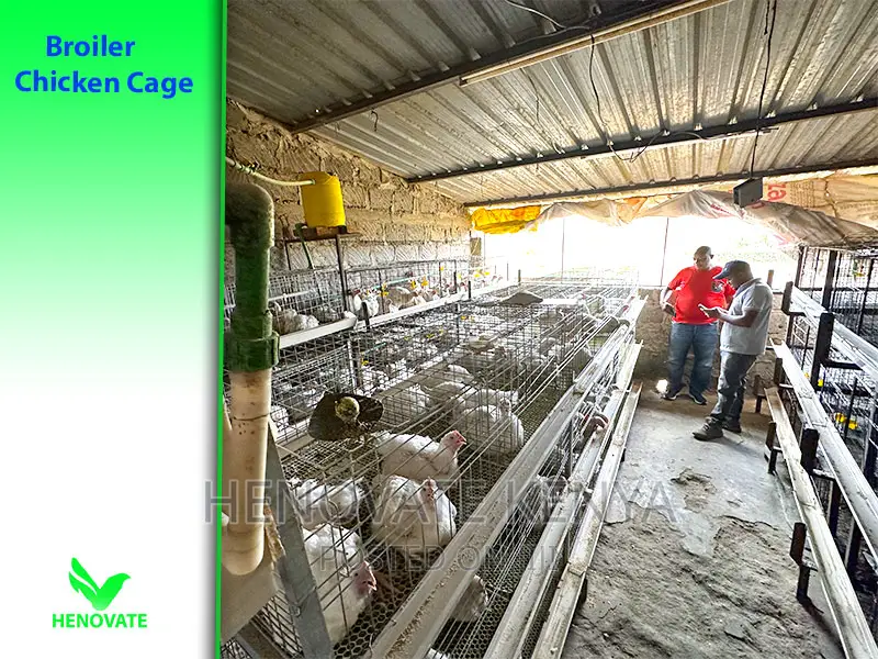 High-Grade Broiler Cages for Sale (In Kenya) Saves Space