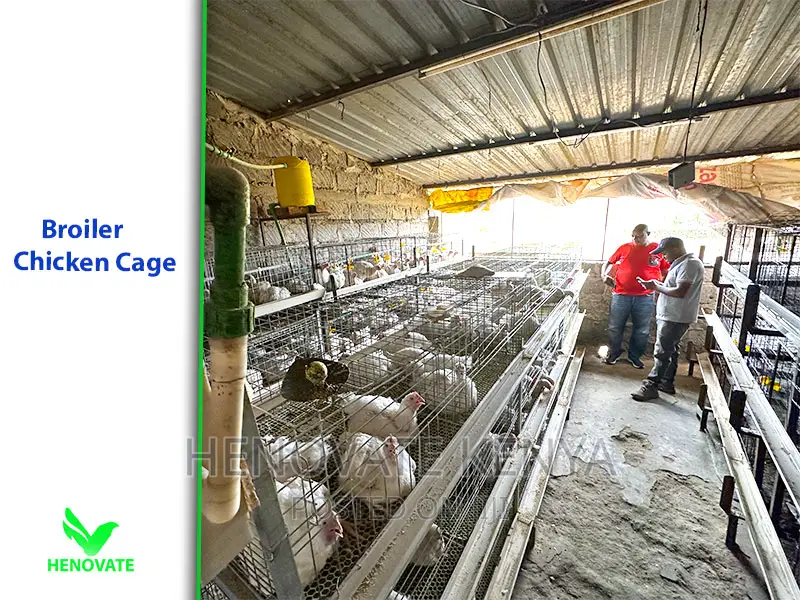 High-Grade Broiler Cages for Sale (In Kenya) Saves Space