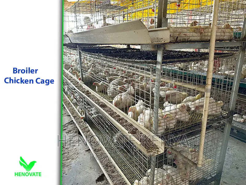 High-Grade Broiler Cages for Sale (In Kenya) Saves Space
