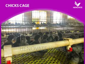 Best Chicks Cage in Kenya