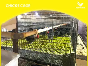 Baby Chick Cage System in Kenya