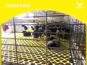 Baby Chick Cage System in Kenya