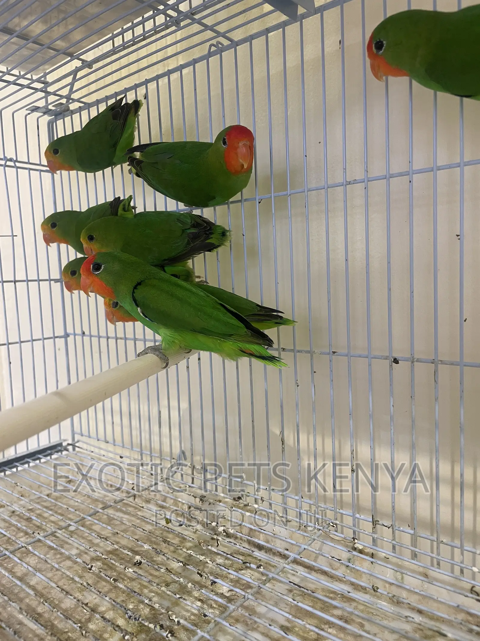 Red Faced Lovebirds (Imported)