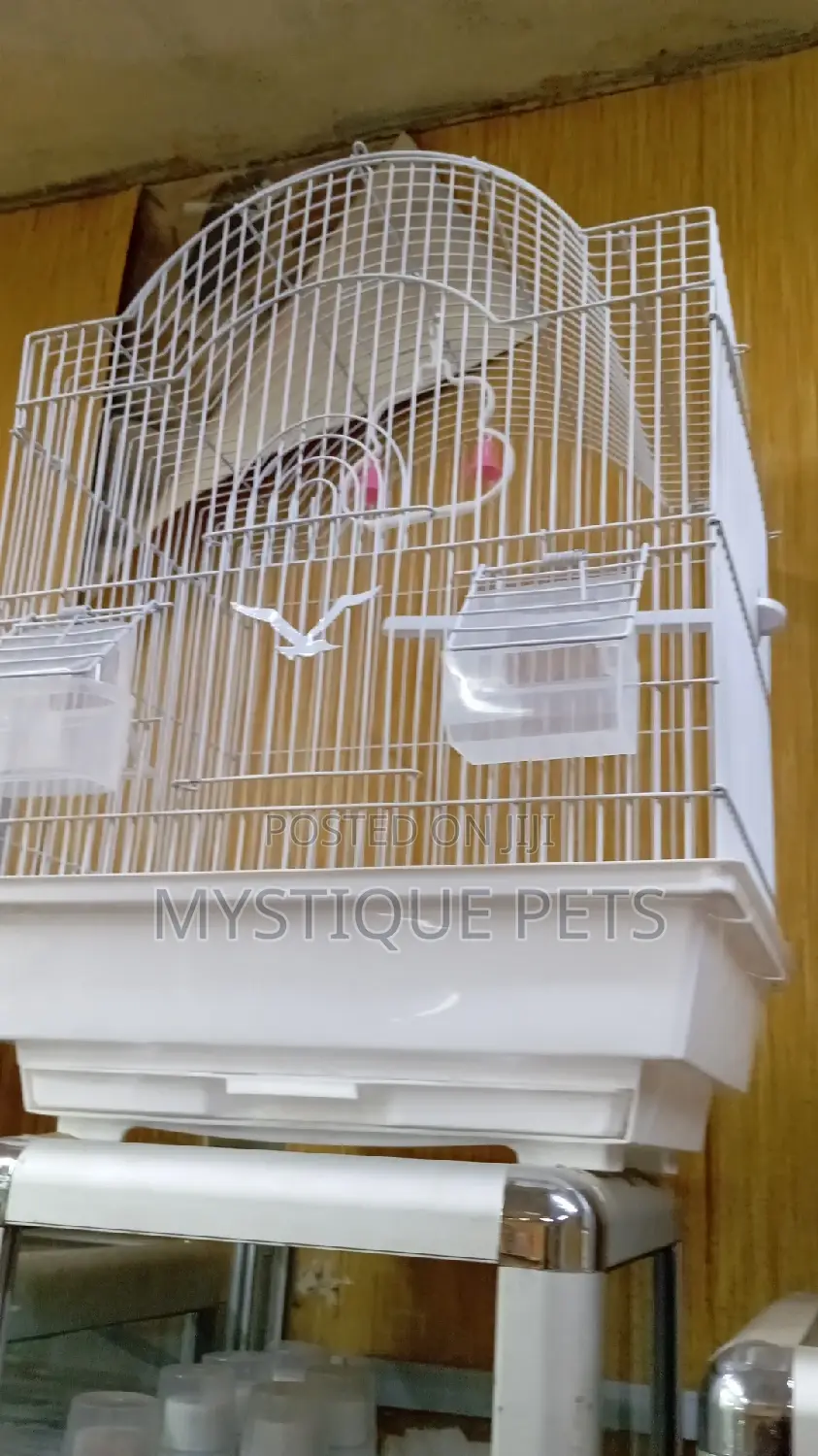 Budgise Birds Cage