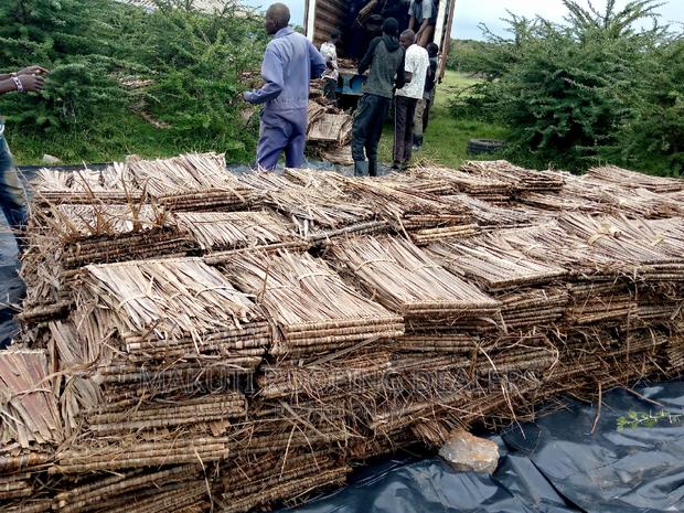 Makuti Medium Size For Sale - main view