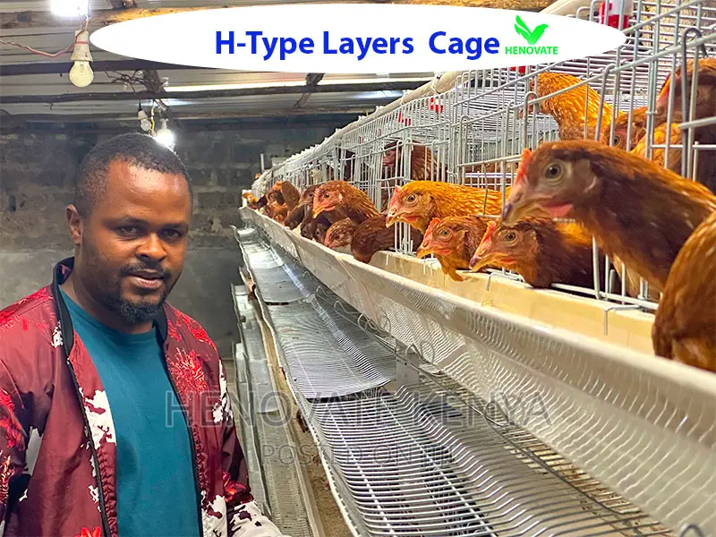 H Type Battery Layer Chicken Cage/Saves Space(Kenya)