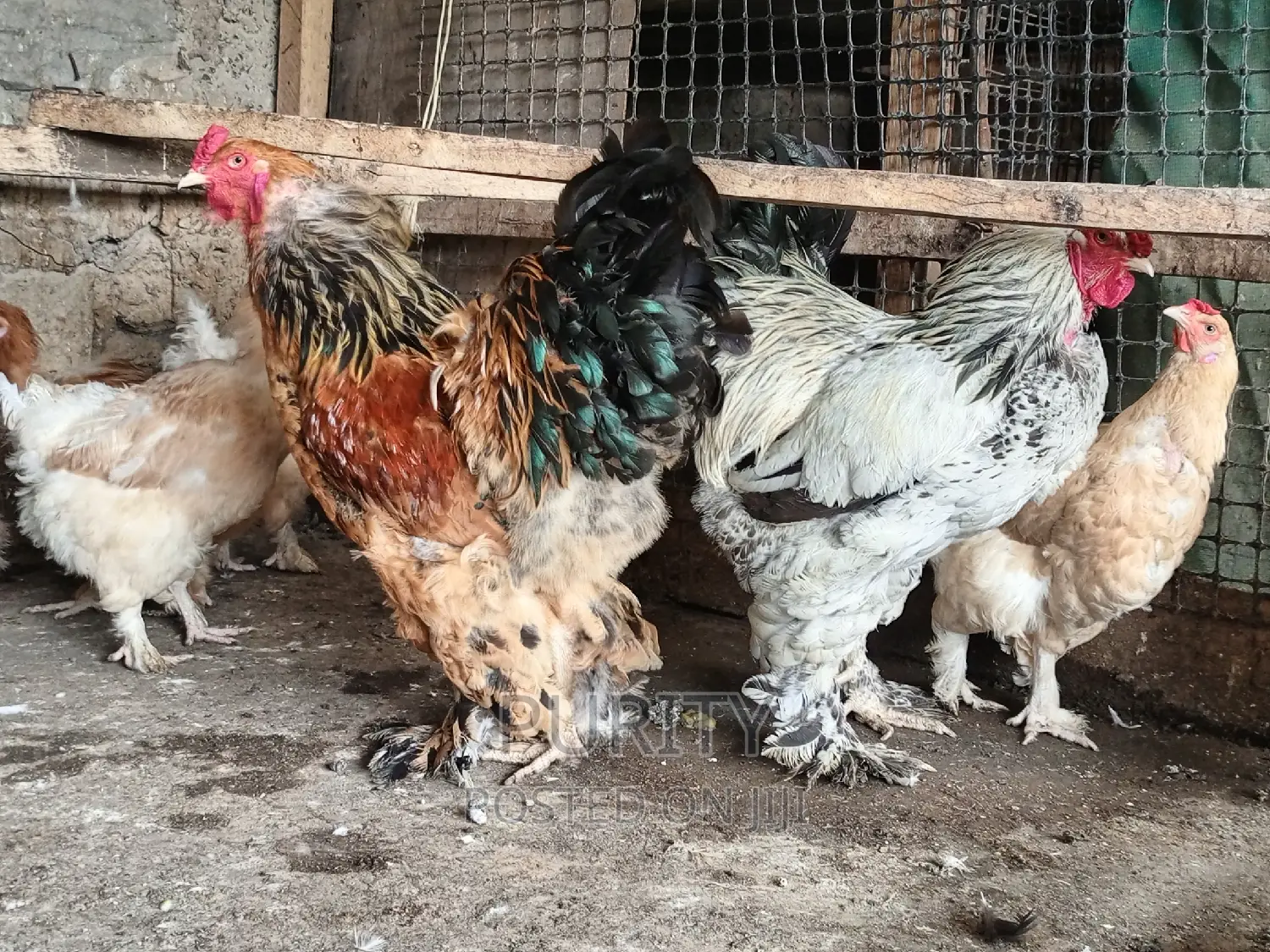 Brahama Chicks