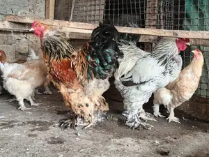 Brahama Chicks