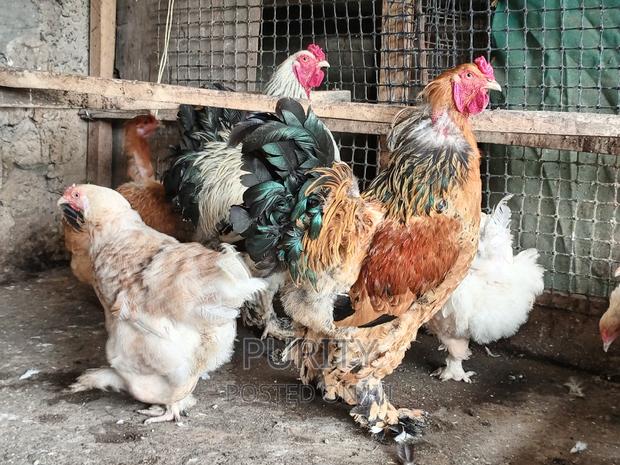 Brahama Chicks - thumbnail 6