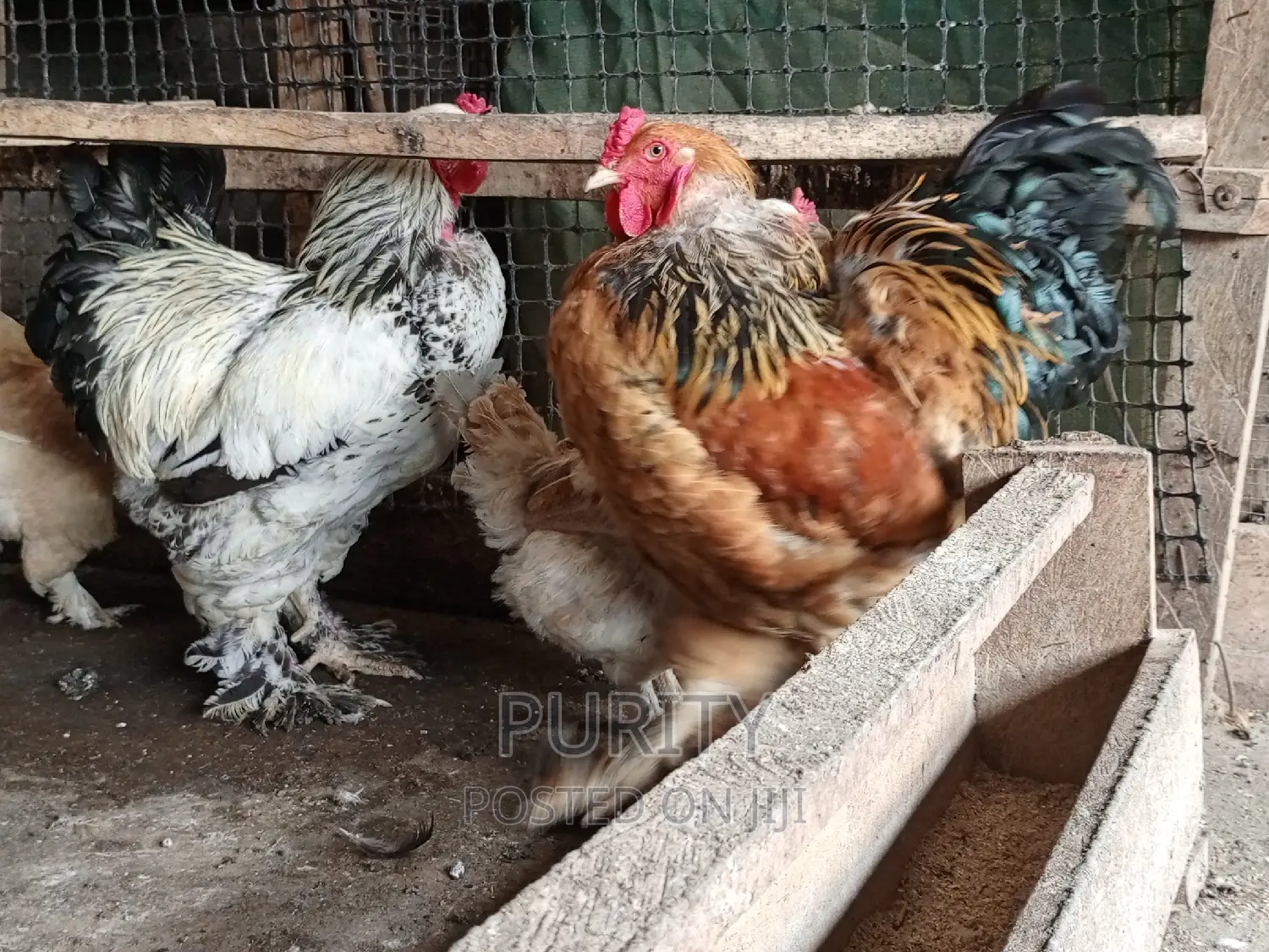 Brahama Chicks