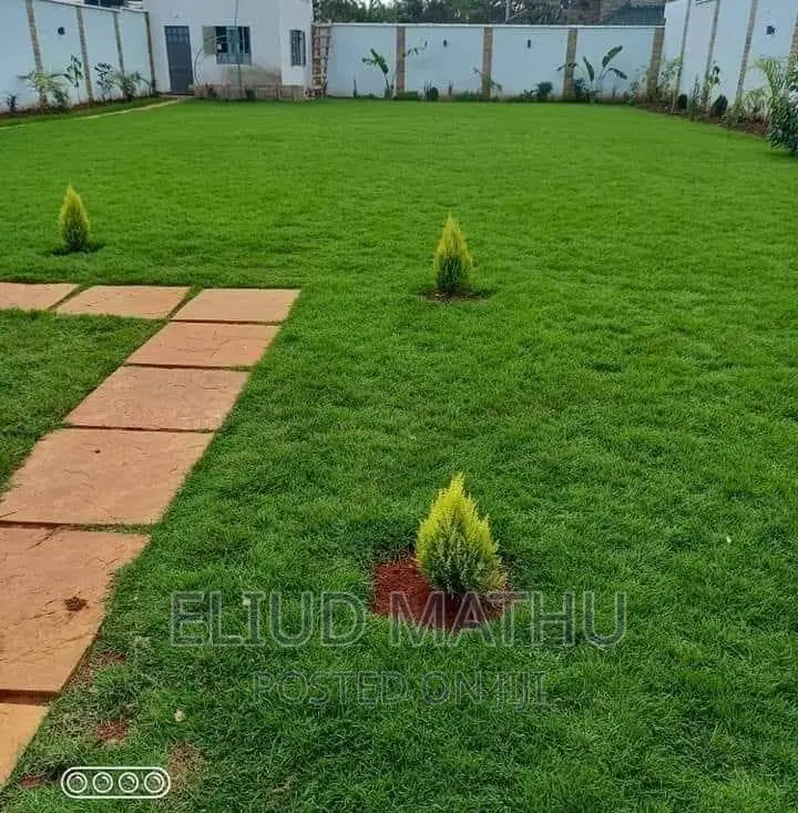 Arabica Grass