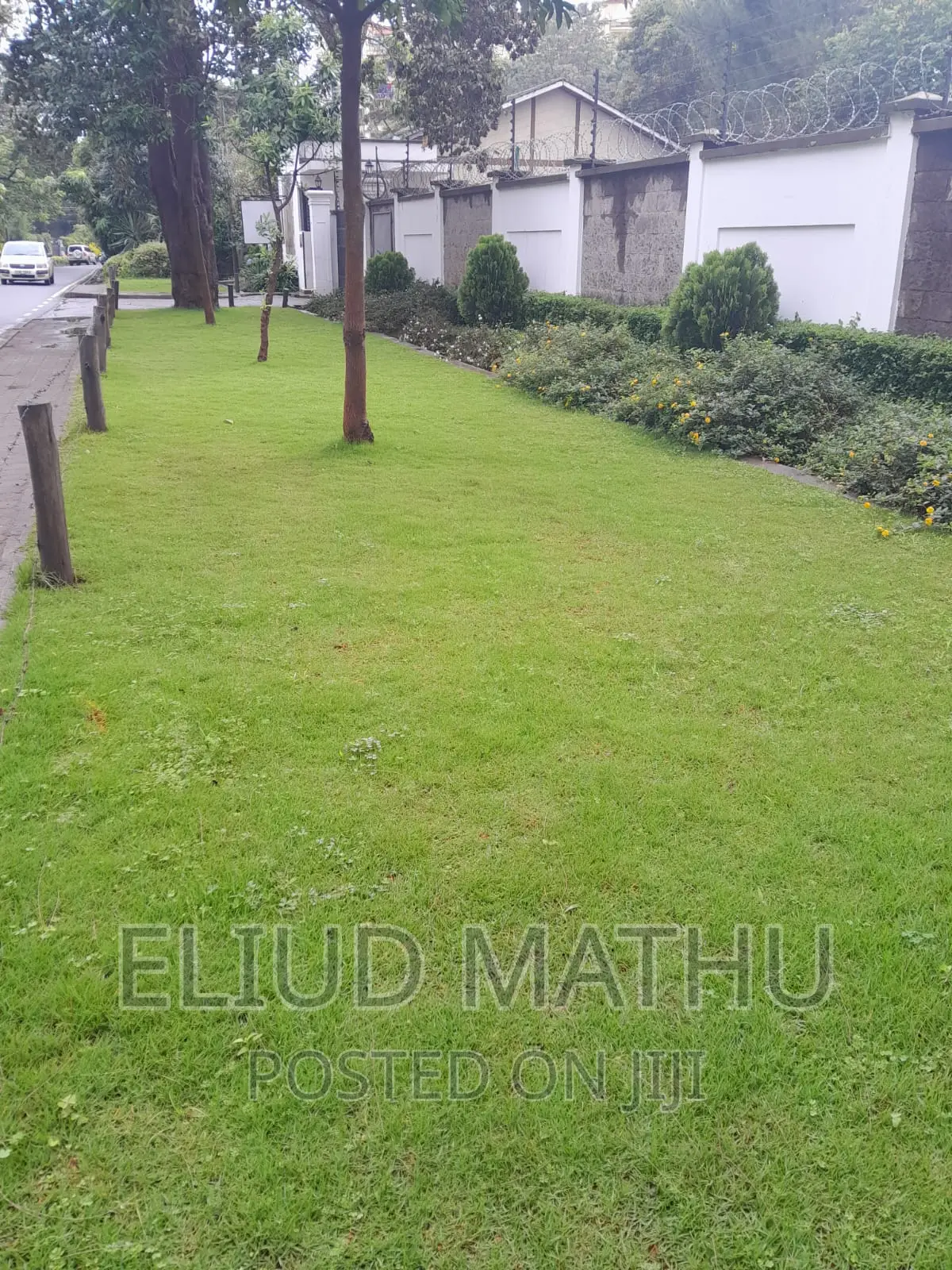 Maadi River Grass