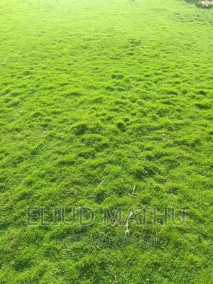 Cape Royal Grass
