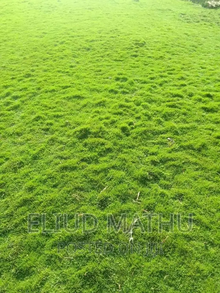 Cape Royal Grass
