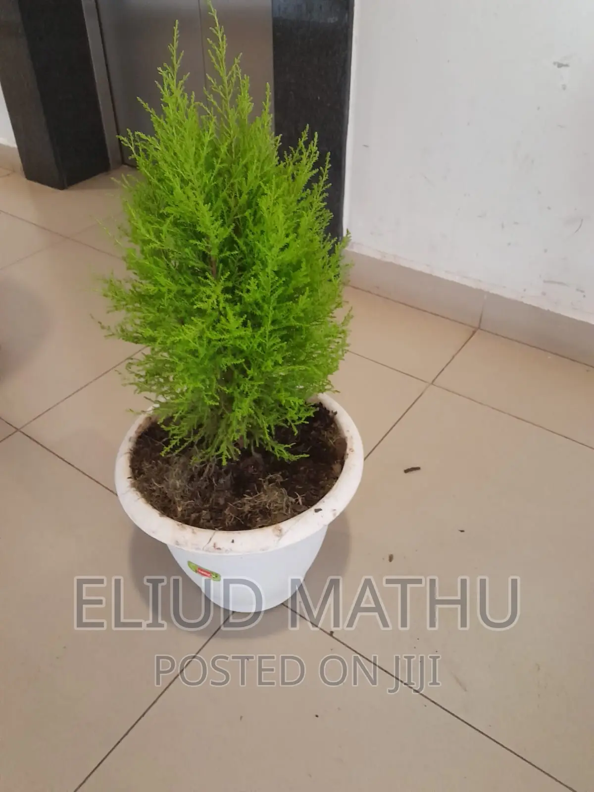 Thunja Tree