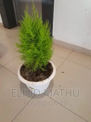 Thunja Tree