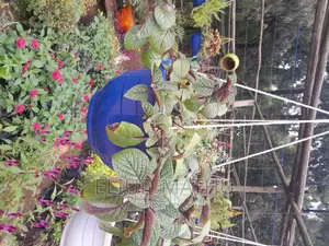 Hanging Buskets
