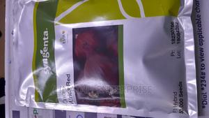 African Red 50,000 Seeds Onions - thumbnail 2