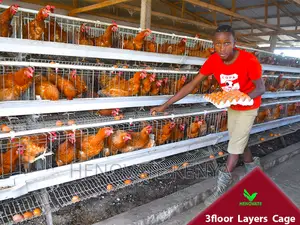 3floor Battery Chicken Cage With Automatic System