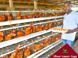 3floor Battery Chicken Cage With Automatic System
