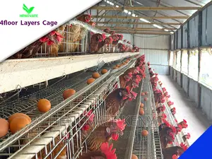 128 Birds Chicken Layers Cage in Kenya(Ruiru).