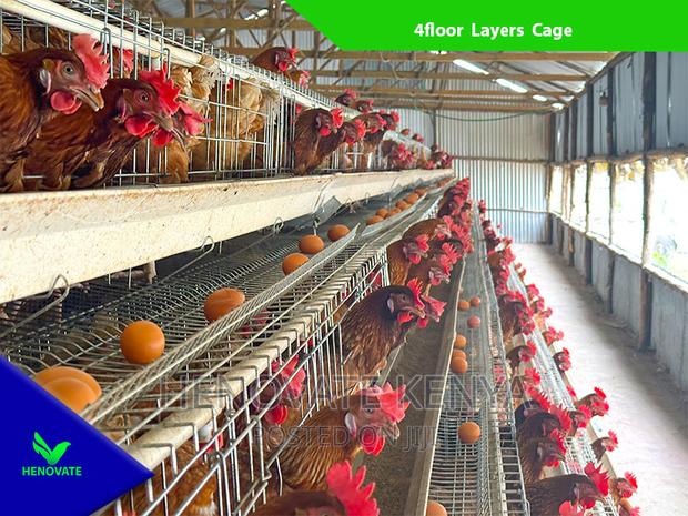 Chicken Layers Cage in Kenya /128 Birds - thumbnail 3