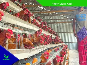 Chicken Layers Cage in Kenya /128 Birds