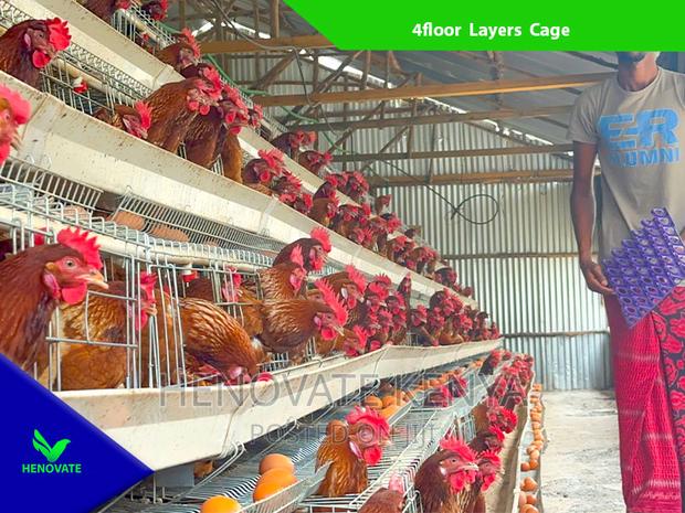 Chicken Layers Cage in Kenya /128 Birds - thumbnail 2