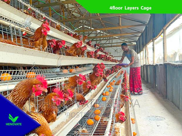 Chicken Layers Cage in Kenya /128 Birds - main view