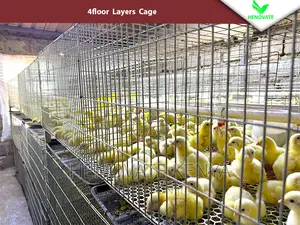 Reliable Broilers Cage With (One Year Warranty)