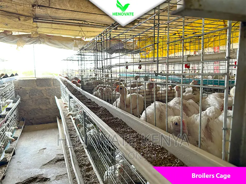 Best Broiler Cage(Try This Today)Saves Space
