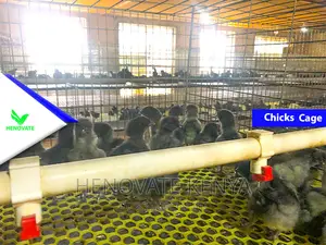 Baby Chick Battery Cage
