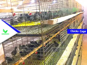 Baby Chick Battery Cage