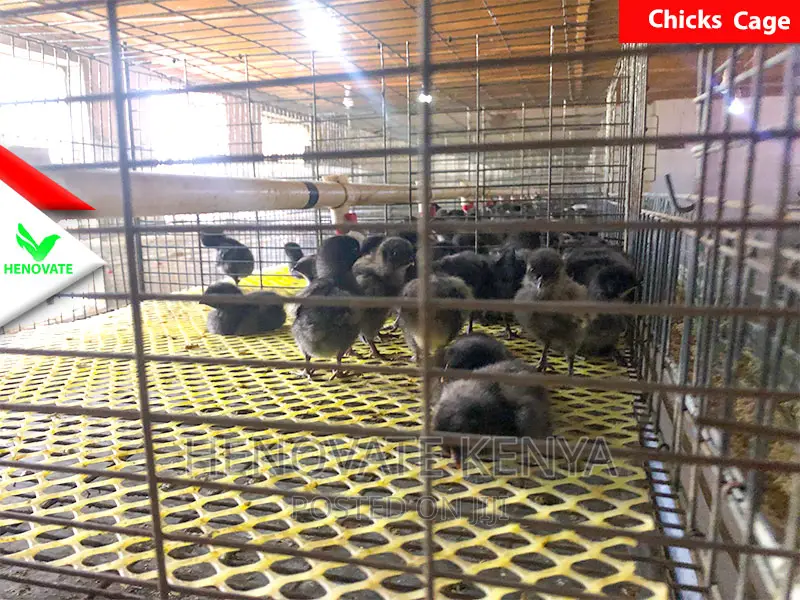 Layer Baby Chick Cages For Sale(Brand New