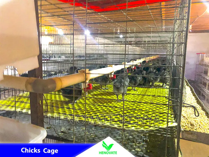 Cheap and Easy Battery Cage System in Kenya