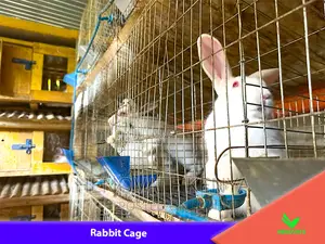 Rabbit (Cage in Kenya Farm.)Brand New