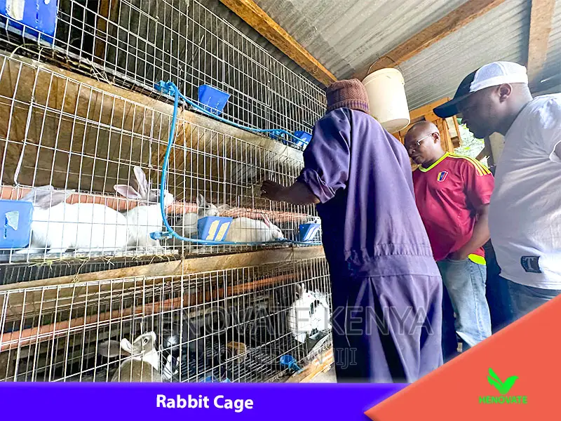 Rabbit (Cage in Kenya Farm.)Brand New