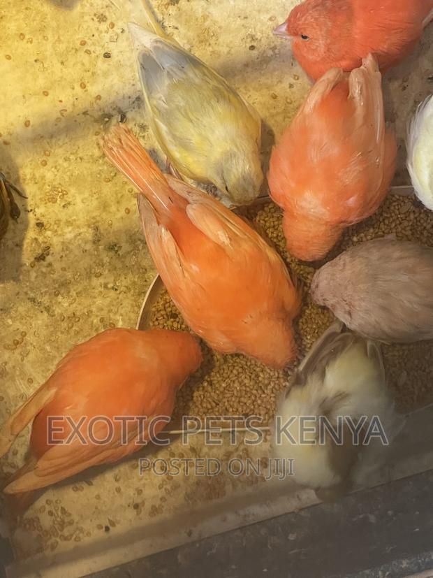 Canaries Mixed Colors - thumbnail 3